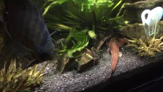 Crying Whiptails Breeding