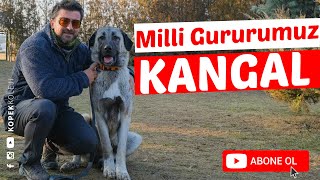 Köpek Irkları - Kangal