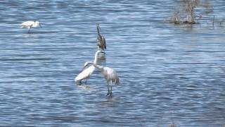 Drie soorten reigers, camargue sept 2013