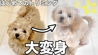 【マルプーのモコ】生後4か月生まれて初めて人気サロンのトリミングに行ってみたら超絶美犬になって帰ってきた