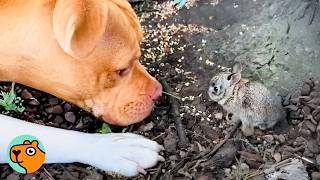 Huge Pitbull Meets Bunny For First Time, People Can’t Believe It | Cuddle Buddies