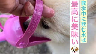 【ドギーマン 犬用品】お散歩中の水飲みに大活躍しそうなグッズを購入 お散歩中に使ってみました🐕