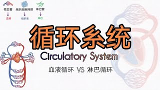 循环系统：心血管系统(血液循环) vs 淋巴系统（淋巴循环）|血液和淋巴液到底是什么? 它们在循环系统里有什么样的作用？