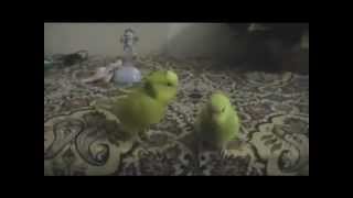 Shiko talking parrot (Shikon khosum e hayeren)