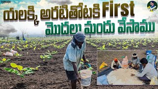 యాలక్కి అరటి తోటకి First మొదలు మందు వేసాము || Yelakki banana farming || Me farmer || TAMADA MEDIA