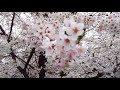 2016 4 1 名古屋市 鶴舞公園.桜.お花見 クラスメイトと 語った未来は 今君が 歩き出した その一歩目の 先にある…