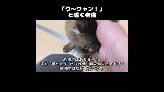 純粋に甘えに来る飼育放棄された過去を持つ老猫 #初老夫婦とねこ #保護猫 #老猫 #shorts