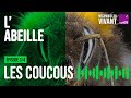 La stratégie du coucou chez les abeilles sauvages (3/4) | Mécaniques du vivant, saison 4 : l'abeille