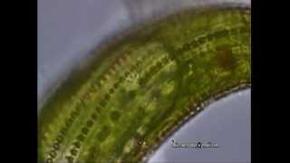 Entre phacus y euglena, Lepocinclis spirogyroides (Euglena spirogyra) - Between phacus and euglena