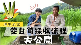 【草地阿湘七淘去】#台灣篇｜ 埔里余家茭白筍 ▌阿湘回家下筍田