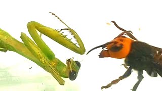 カマキリ vs スズメバチ 衝撃の展開　Mantis vs Hornet