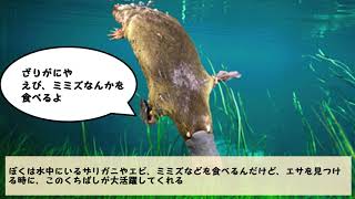 おもしろい哺乳類　カモノハシ【生き物・動物トリビア・雑学】