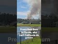 Prescribed Burn in Florida