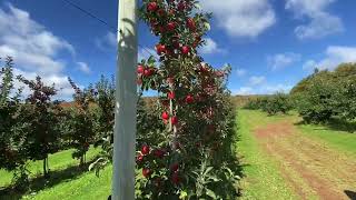 Apple, picking with The Last 2 ￼