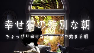 【リラックス】幸せ猫のすてきな一日/瞑想/BGM