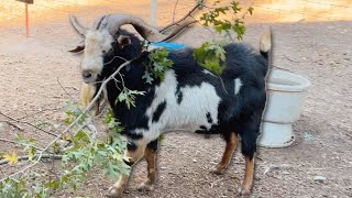 We Made the Goats Really Happy!