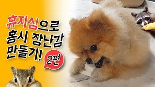 휴지심으로 강아지 장난감 만들기! 노즈워크 제 2탄! feat. 포메라니안