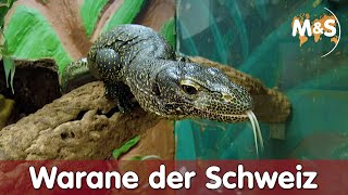 Warane der Schweiz | Homestory Pascal | Teil 2