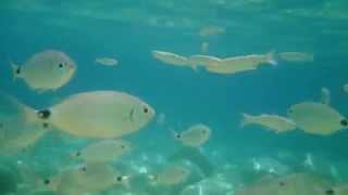 Fish skala beach kefalonia greece