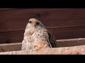 the call of the kestrel falco tinnunculus