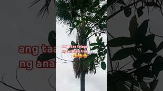 Ang taas talaga Ng anahaw tree 🥰🥰🥰🥰