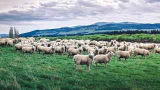 Herd of Sheep in Kalnu During Zardhour Yatra.