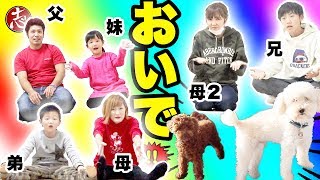 【争奪戦】まさかの号泣劇！？犬５匹抱っこしたい！１対１で対決したら予想外の結果になった（第２弾）【ココロマンちゃんねる】