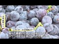 【広島を楽しもう！】2トンのピオーネを搾りだし　香り高いおいしいワインに　三次ピオーネワイン初仕込み