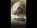 7 Kemampuan Komodo Yang Belum Banyak Kita Ketahui.