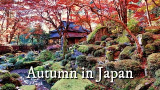 Japan Autumn 4k Virtual Walking Tour |  Best Autumn Color Spots off the beaten path 4K