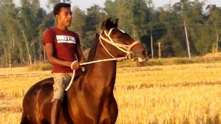 ঘোড়া নয় পুরাই আগুন। Reza's Pawer Horse Panchagarh.