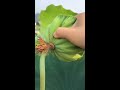 lotus seed harvest satisfying short