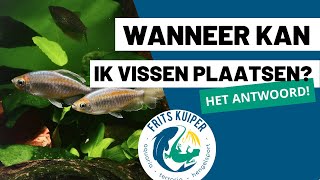 Vissen plaatsen in je aquarium: Alles over veilig indraaien en de stikstofcyclus