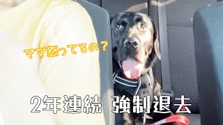 温厚だった愛犬が変わってしまった