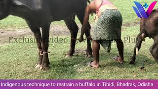 Indigenous method to restrain a buffalo। ଦେଶୀ ଉପାୟରେ ମଇଁଷି ଚିକିତ୍ସା ପ୍ରଣାଳୀ। Dr Nirakara Jena