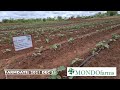 vegetable farming in zambia how we transplant and grow eggplant weeks 1 4