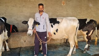 ਮੁੱਲ 40,000 ਚਾਰ ਗਾਵਾਂ ਵਿਕਾਉ 👌👌👌 Bawa dairy farm