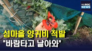 섬마을 곳곳서 양귀비 적발...바람타고 날아와[목포MBC 뉴스투데이]