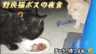 野良猫ボスの夜食★狙う子猫達に茶トラ★縄張り・サビ猫・下部尿路