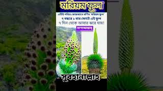 মরিয়ম ফুল সুবহানাল্লাহ ❤️7 বছর পর একবার ফুটে 7 দিন থেকে ঝরে জায় সুবহানাল্লাহ ❤️❤️