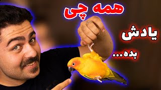 آموزش حرکات نمایشی و تریک به همه طوطی ها ( اصول اولیه) || how to teach tricks to parrots