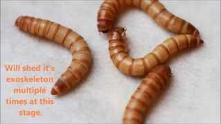 Mealworm to Darkling Beetle in under two minutes