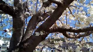 南信州の自然ー桜ー[天竜峡の八重桜街道]