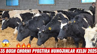 TOZZA Rossiyski Chorni PYOSTIRA Hunojinlar Keldi Simentalchi Akaga