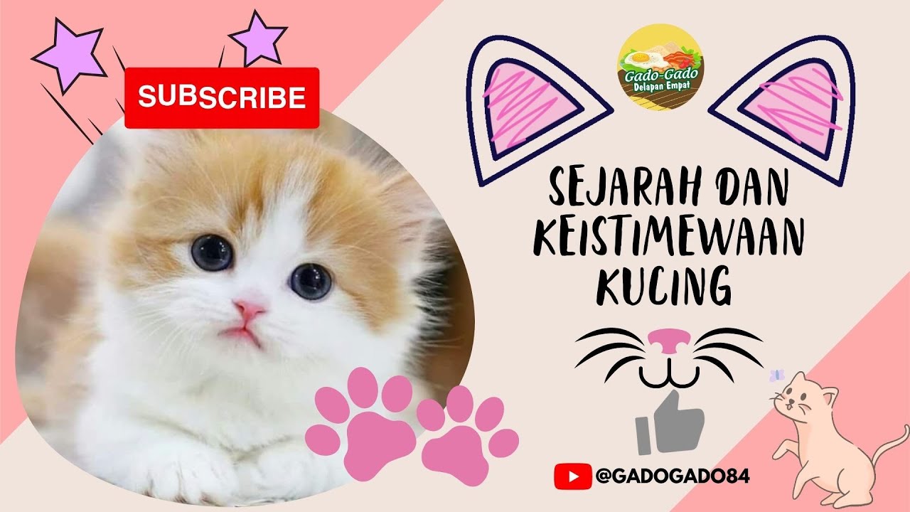 Fakta Menarik Tentang Kucing 🐱🐱 - YouTube