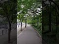 나무 가로수 밑에서는 온도가 5도씨 낮아진다🌡️🌳