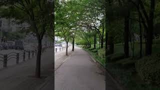 [나무] 가로수 밑에서는 온도가  5도씨 낮아진다🌡️🌳