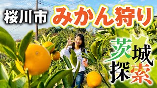 【茨城探索】みかん狩り　茨城県桜川市。かつては北限の生産地と知られていた生産地です。おいしいミカンをたくさん頂きました。