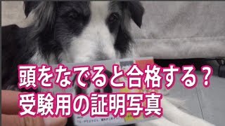 受験用の証明写真・千葉県八千代市のフォトスタジオは看板犬がいます