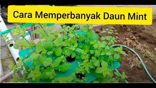 Cara Mudah Memperbanyak Daun Mint